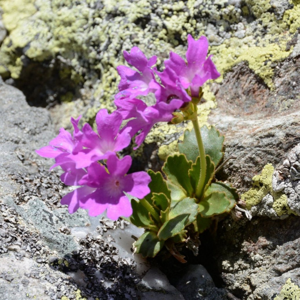 Primula daonensis / Primula di Val Daone